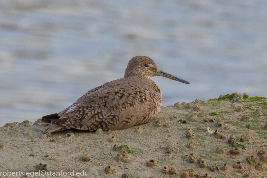 baylands